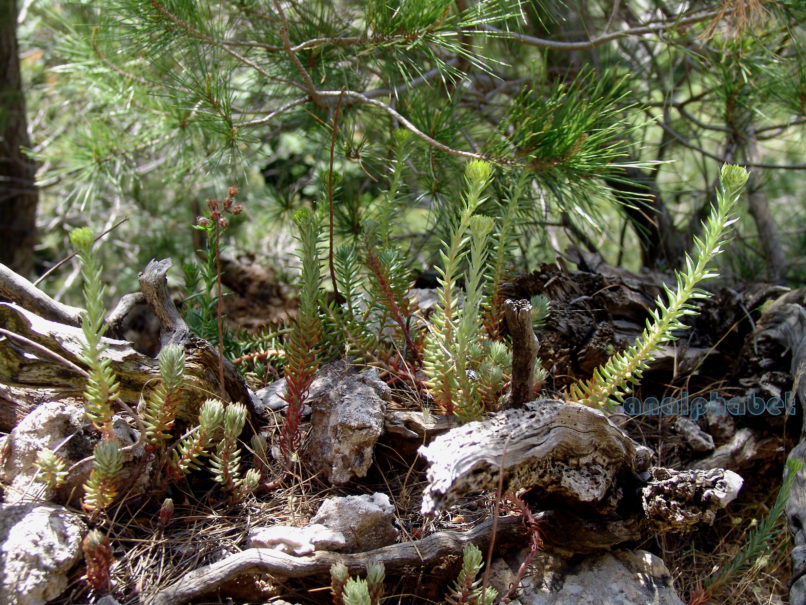 Sedum reflexum (L.), PARNITHA-3