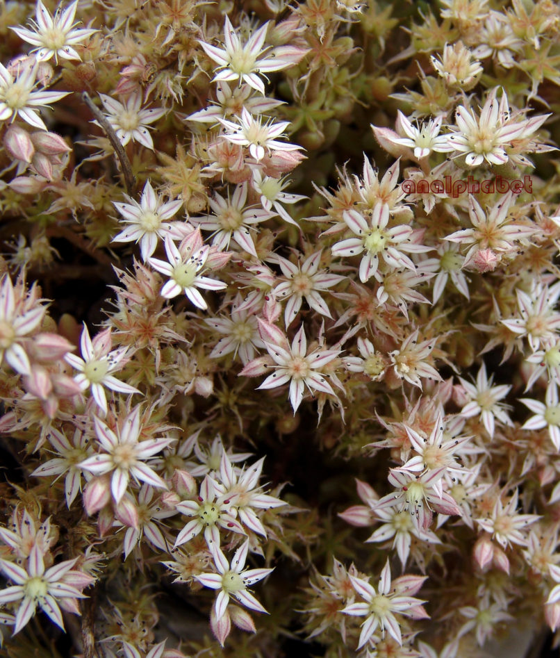 Sedum rubens (L.), PARNITHA-1