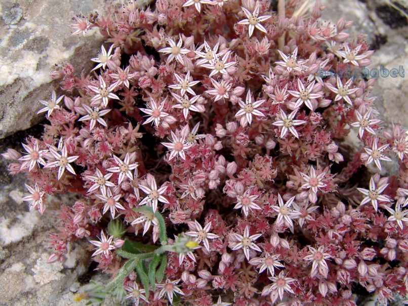 Sedum rubens (L.), PARNITHA-2