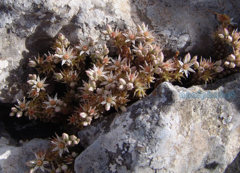 Sedum rubens (L.), PARNITHA-3