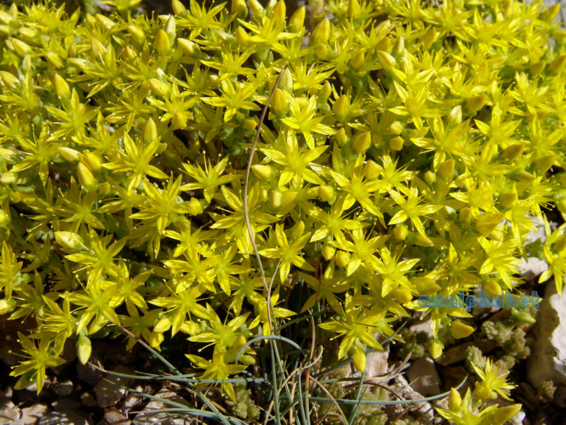 Sedum sartorianum (Boiss.) [Sedum Urvillei (DC.)], AGRAFA-VOUTSIKAKI-1