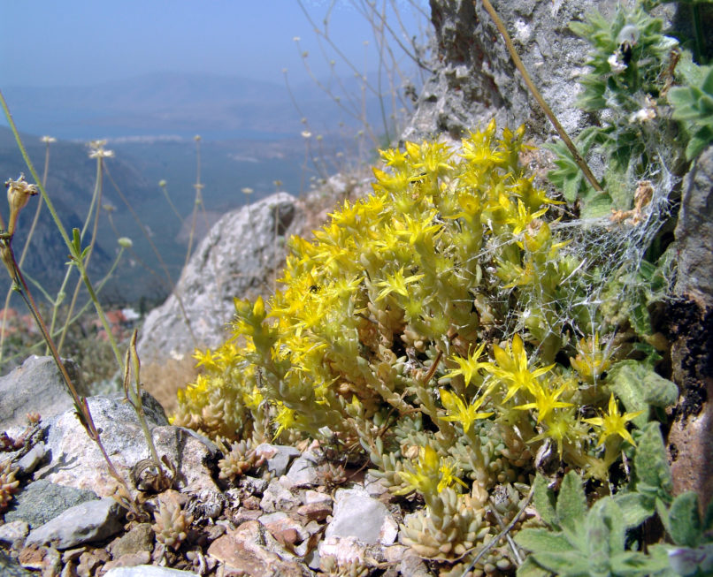 Sedum sartorianum (Boiss.) [Sedum Urvillei (DC.)], PARNASSOS-1