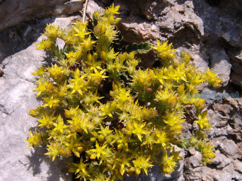 Sedum sartorianum (Boiss.) [Sedum Urvillei (DC.)], PARNITHA-1