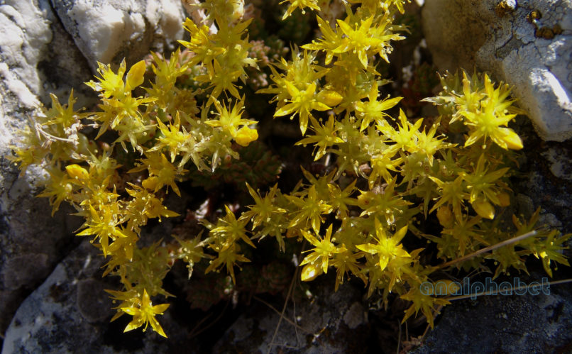 Sedum sartorianum (Boiss.) [Sedum Urvillei (DC.)], PARNITHA-2