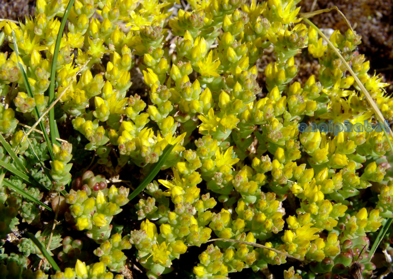 Sedum tuberiferum (St. & Stef.), OLYMPOS-1
