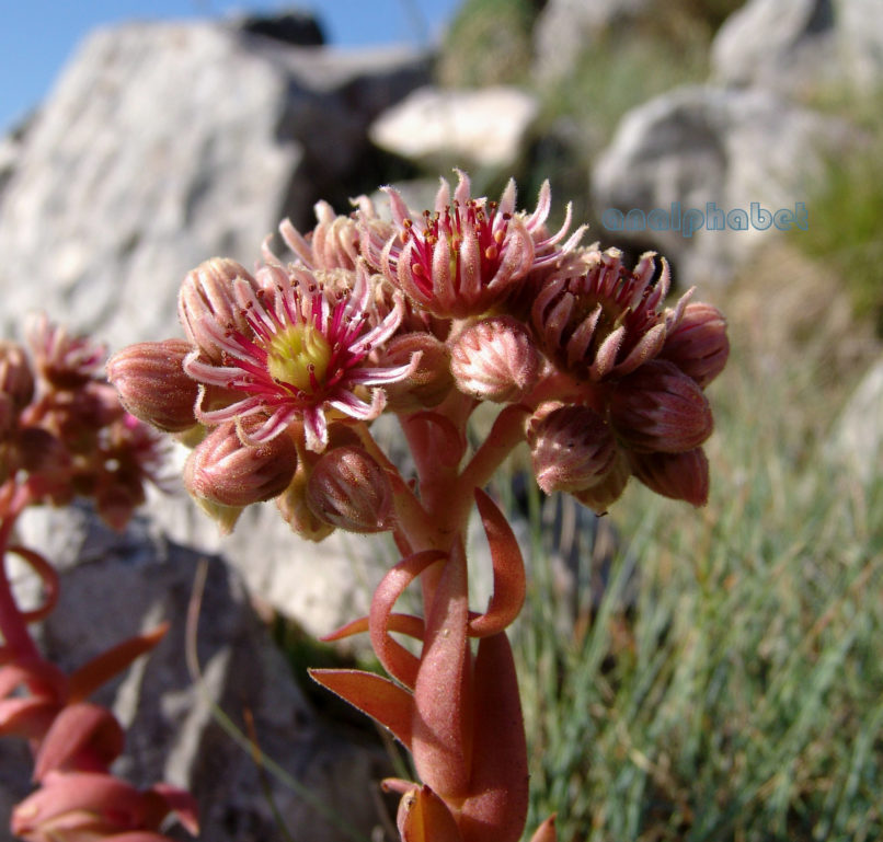 Sempervivum marmoreum (Gris.), AGRAFA-VOUTSIKAKI-1