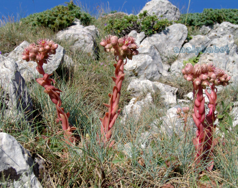 Sempervivum marmoreum (Gris.), AGRAFA-VOUTSIKAKI-2