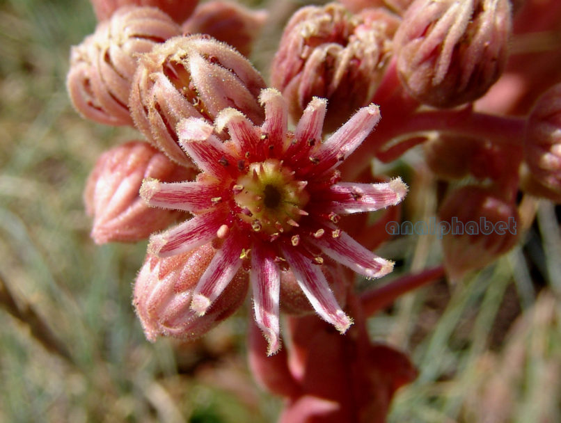 Sempervivum marmoreum (Gris.), AGRAFA-VOUTSIKAKI-4