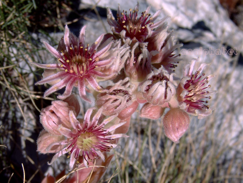 Sempervivum marmoreum (Gris.), CHELIDONA-1