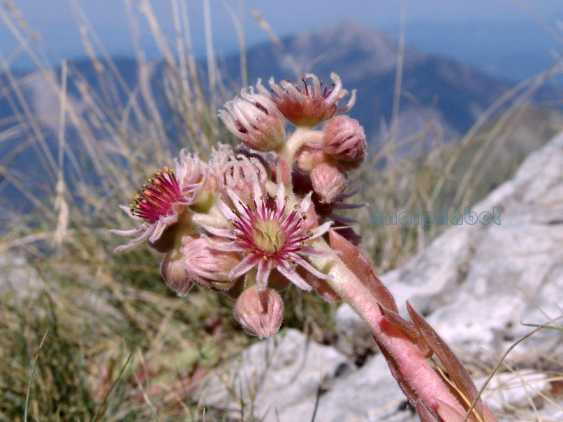 empervivum marmoreum (Gris.), CHELIDONA-2