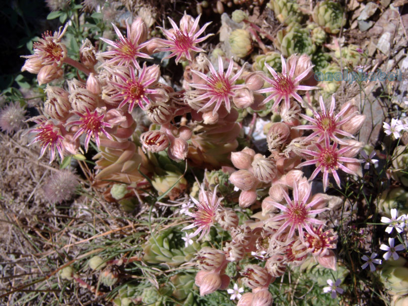 Sempervivum marmoreum (Gris.), CHELIDONA-3