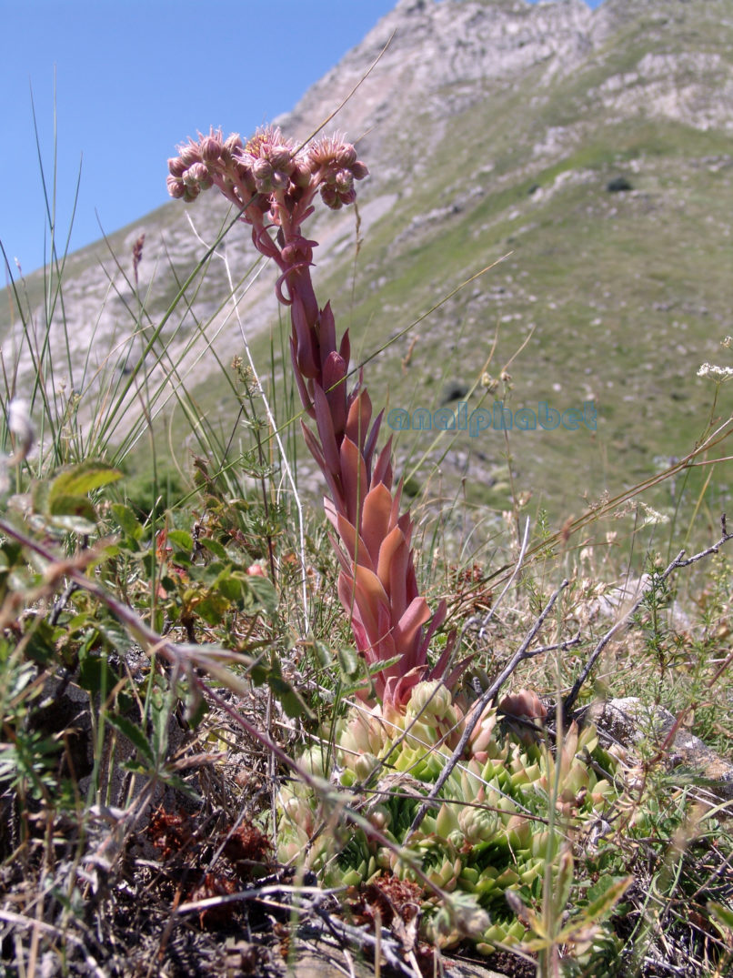 Sempervivum marmoreum (Gris.), CHELIDONA-4