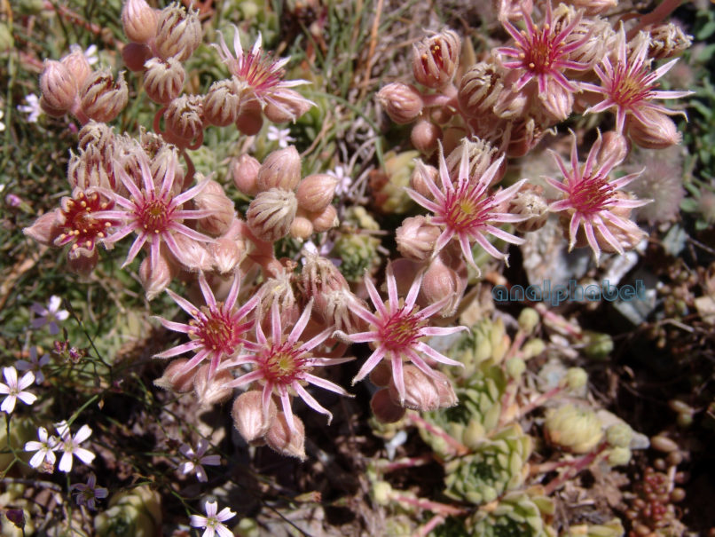 empervivum marmoreum (Gris.), CHELIDONA-5