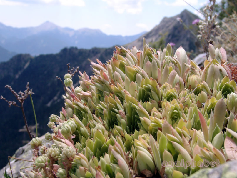 Sempervivum marmoreum (Gris.), CHELIDONA-7