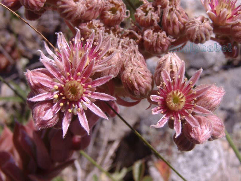 Sempervivum marmoreum (Gris.), CHELIDONA-8