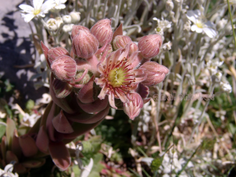 empervivum marmoreum (Gris.), ERYMANTHOS-1