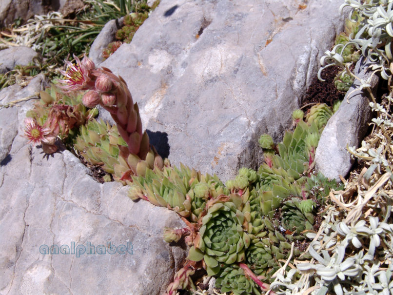 Sempervivum marmoreum (Gris.), ERYMANTHOS-2