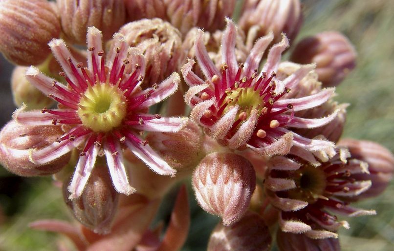 Sempervivum tectorum (L.), AGRAFA-VOUTSIKAKI