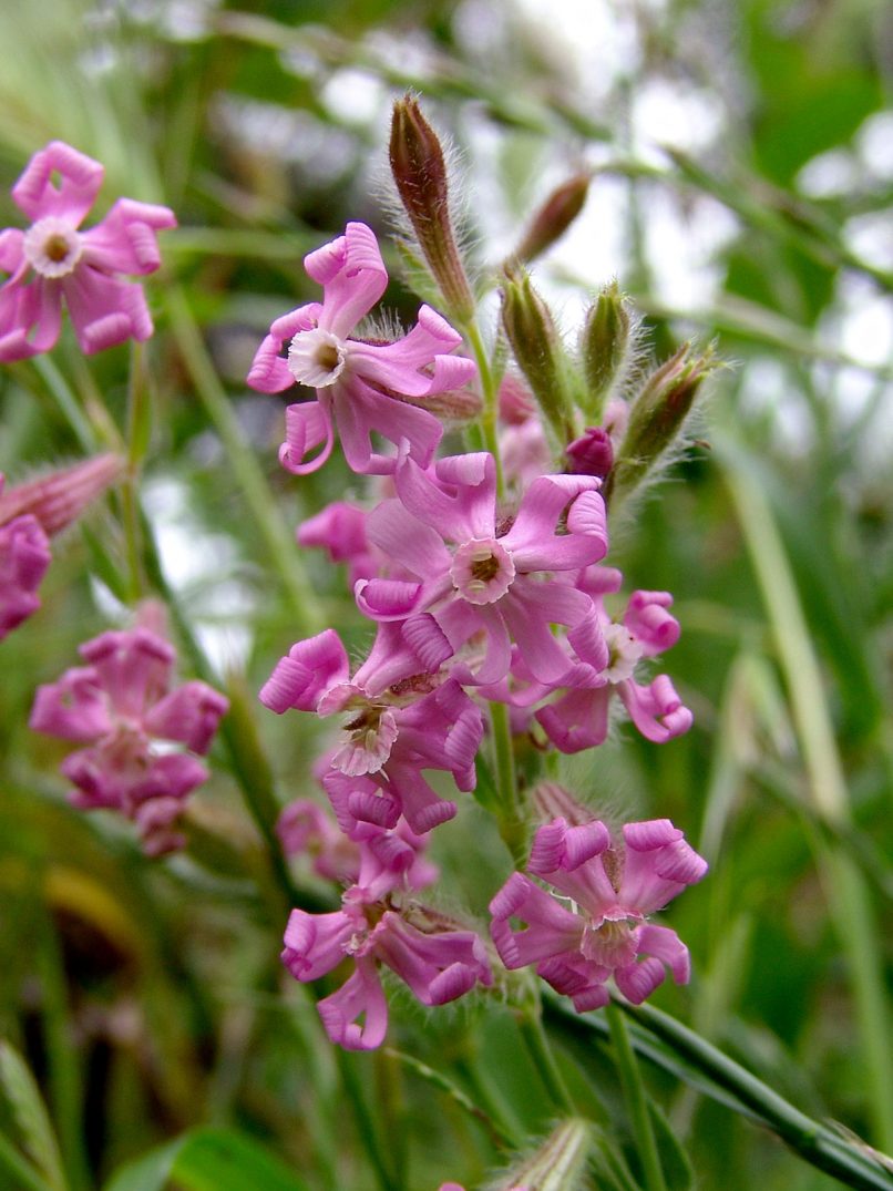 Silene bellidifolia (Jacq.), ZAKYNTHOS-1
