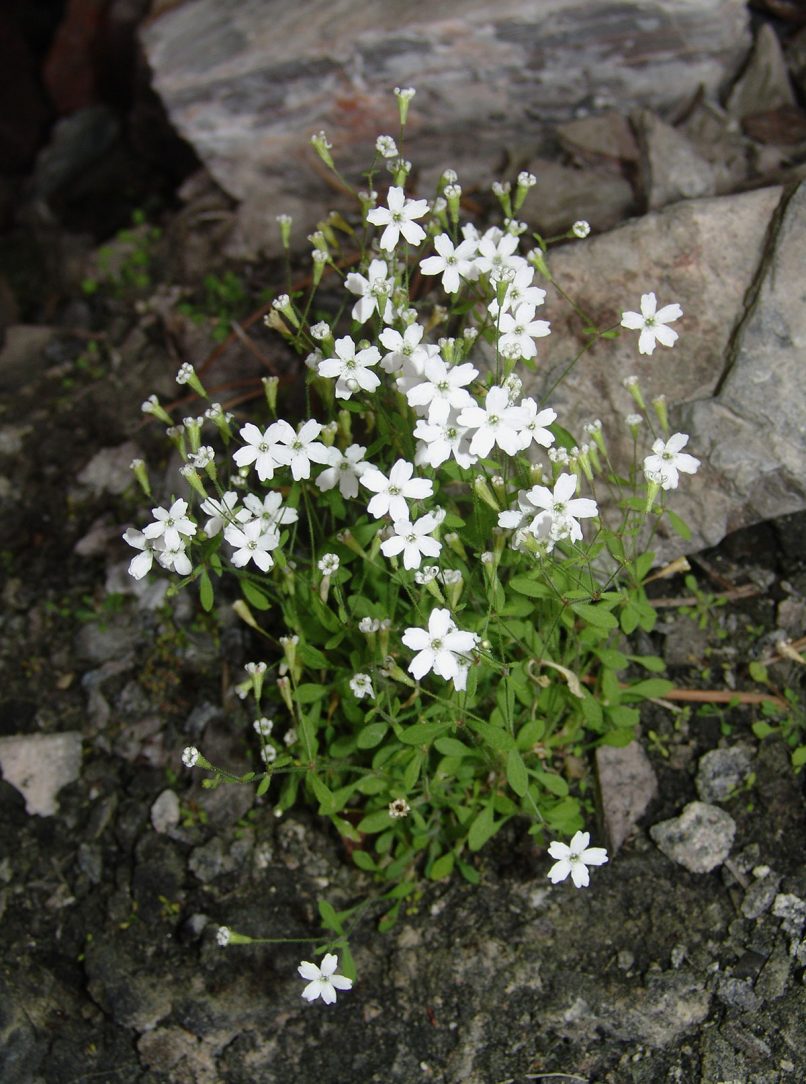 Silene chromodonta (Boiss. & Reuter) [Heliosperma pusillum (Wald.& Kit.) ssp. chromodontum (Boiss.&Reut.)], OLYMPOS-1