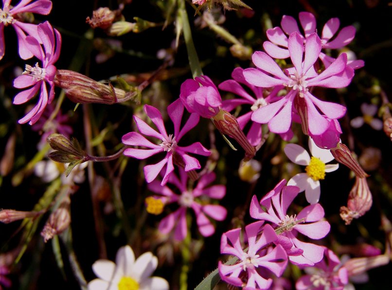 Silene colorata (Poir.), PARNITHA-1