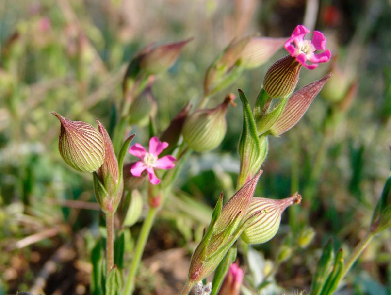 Silene conica (L.), PARNITHA-1