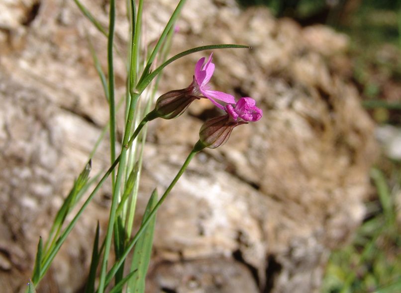 Silene cretica (L.), PARNITHA-1