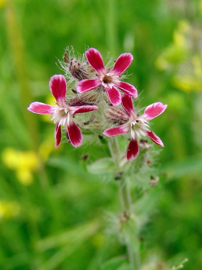 Silene gallica (L.), SARAKINADO - ZAKYNTHOS-1