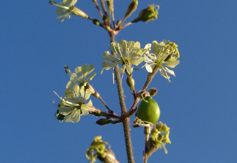 Silene gigantea (L.), PARNITHA-1