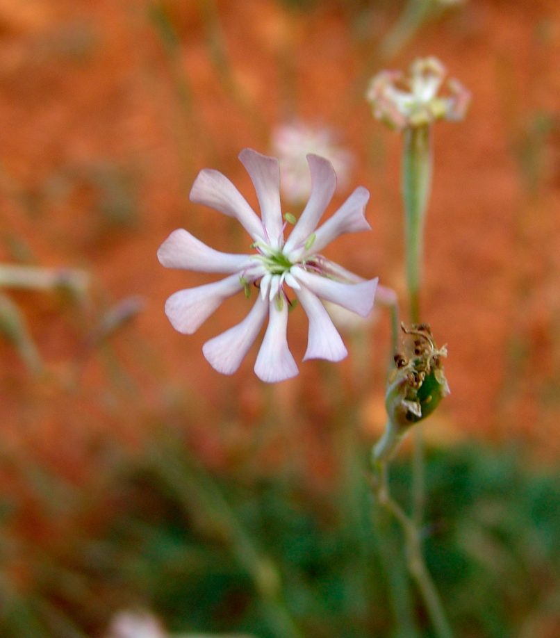 Silene graeca (Boiss. & Sprun.), METSOVO - MAUROVOUNI-1