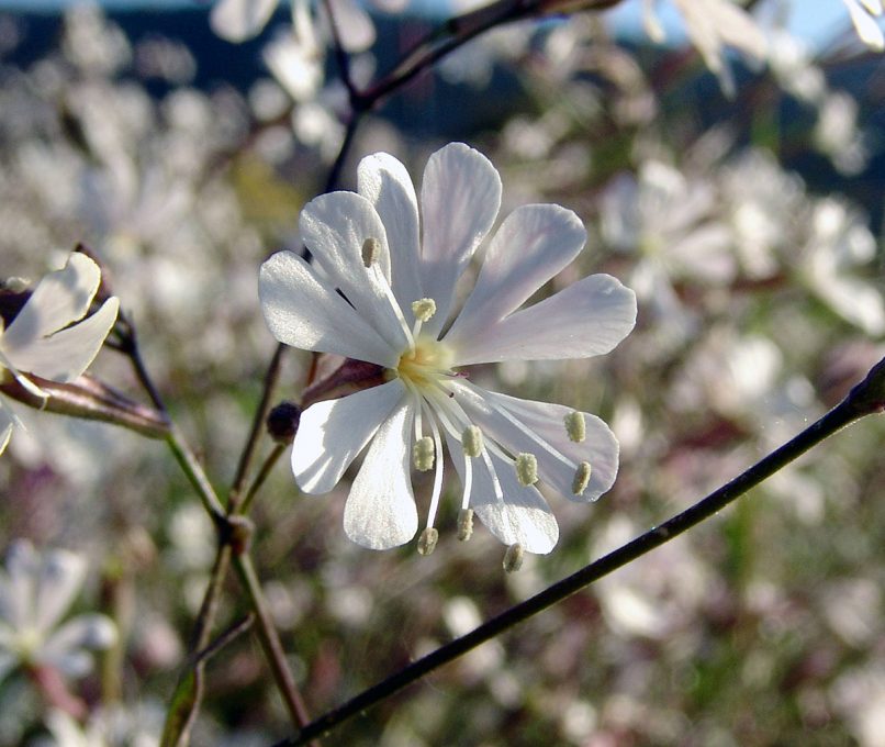 Silene nutans (L.), PARNITHA-1