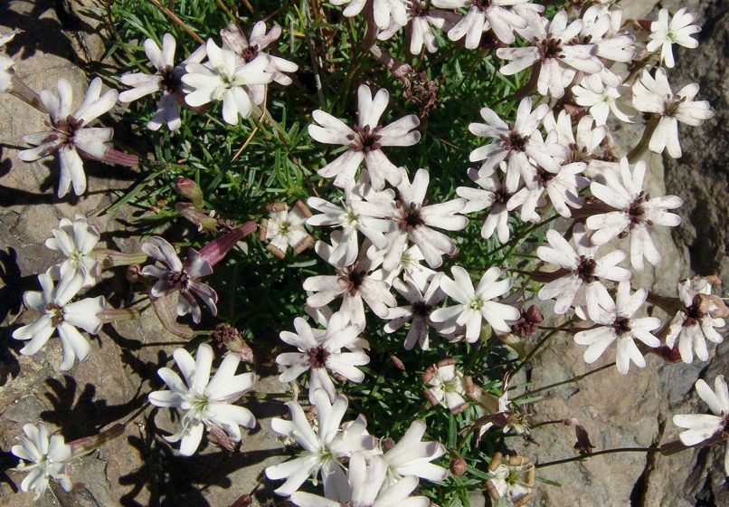 Silene saxifraga (L.), SMOLIKAS-1