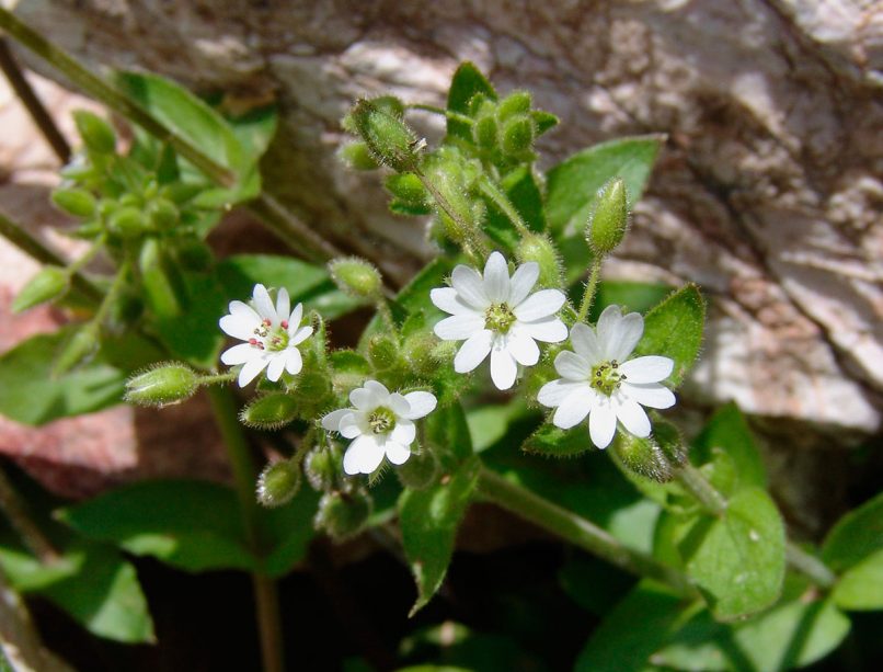 Stellaria media (L.), PARNITHA-1