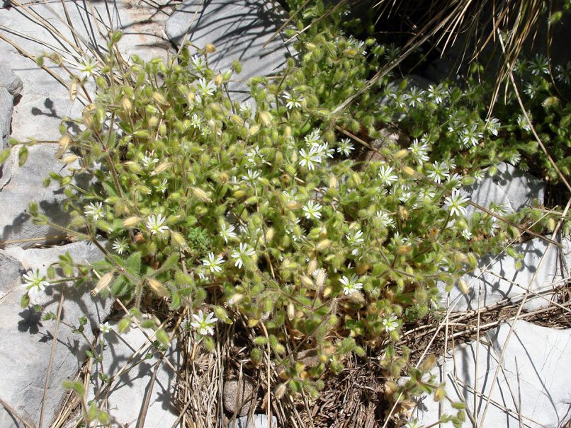 Stellaria pallida (Dumort.) [Stellaria media ssp. apetala], MIKRI ZIRIA-1
