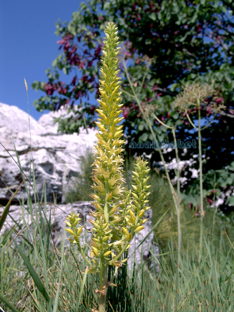 Umbilicus horizontalis (Guss.), PARNITHA-1