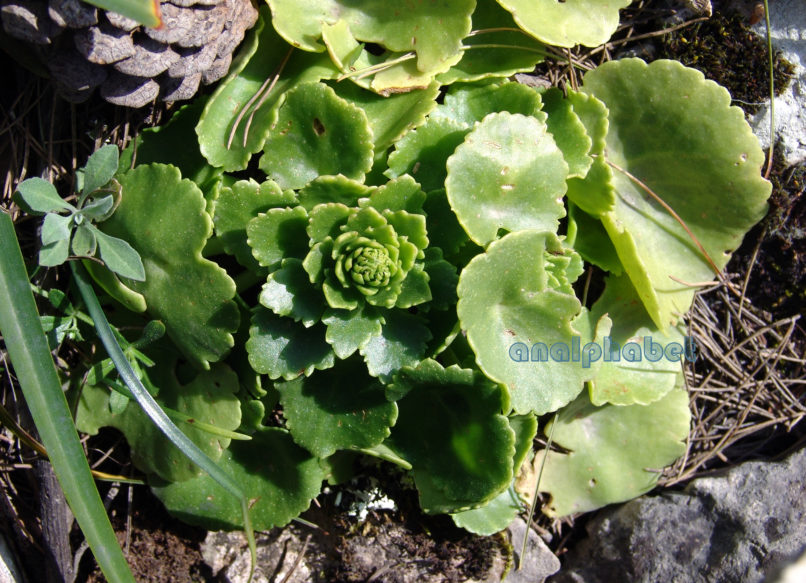 Umbilicus horizontalis (Guss.), PARNITHA-2