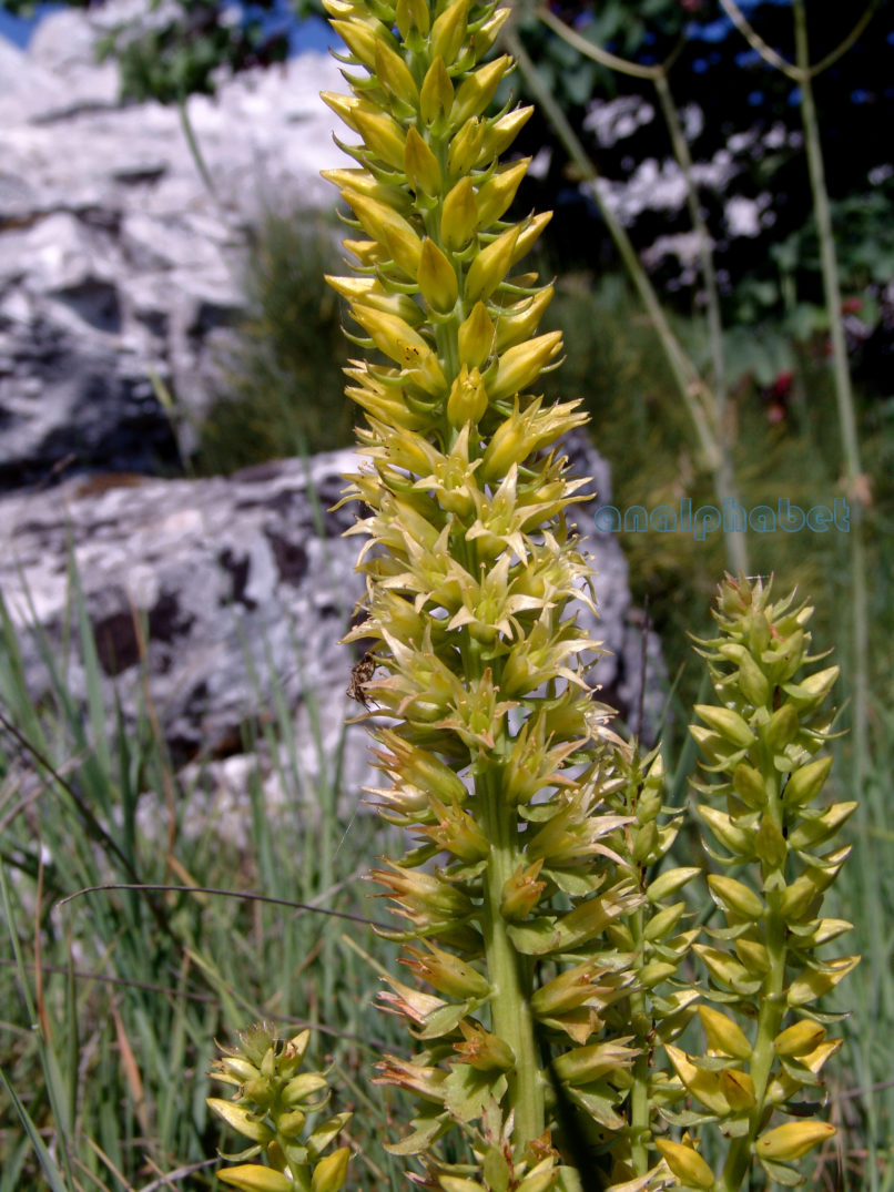 Umbilicus horizontalis (Guss.), PARNITHA-3