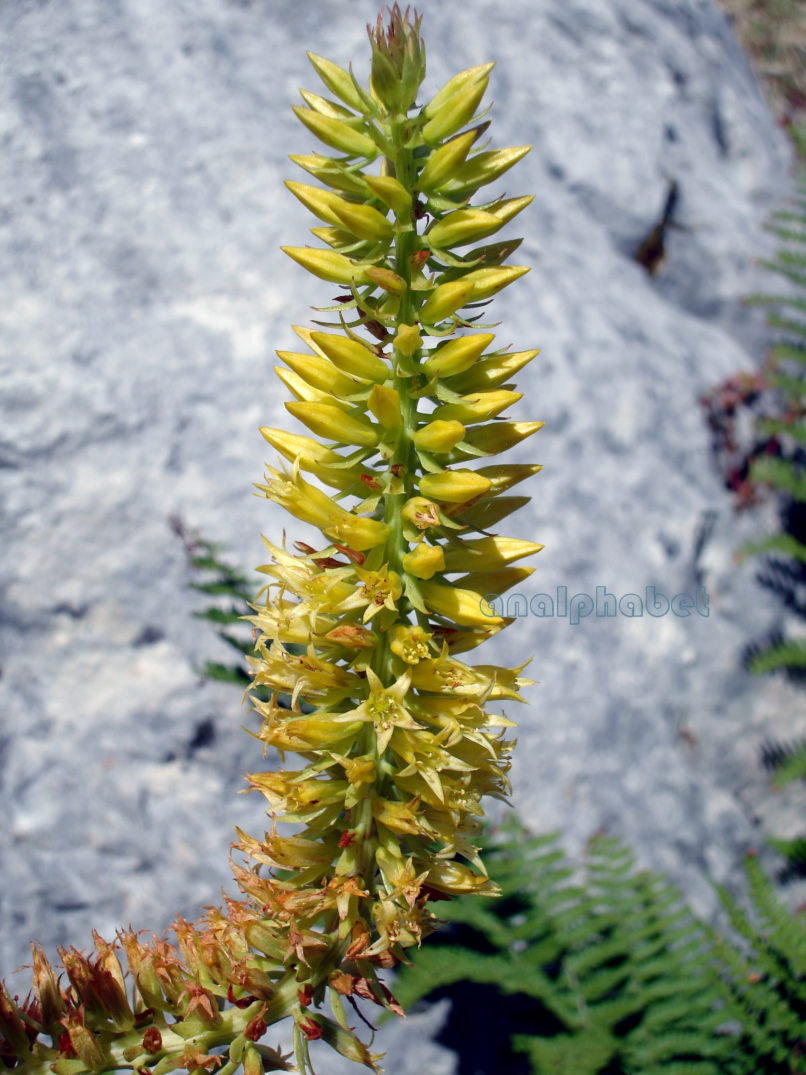 Umbilicus horizontalis (Guss.), PARNITHA-4