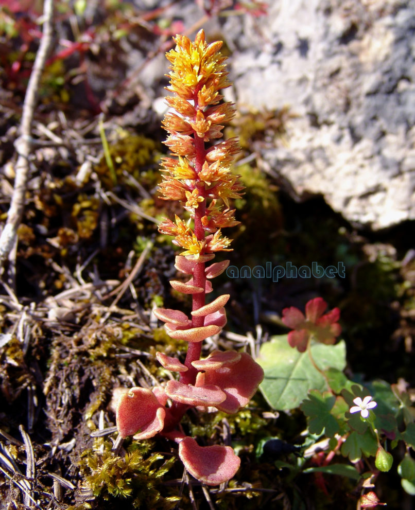 Umbilicus parviflorus (Desf.), PARNITHA-1