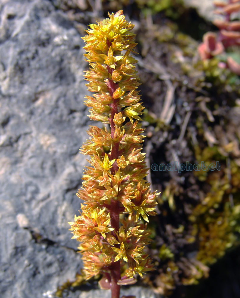 Umbilicus parviflorus (Desf.), PARNITHA-2