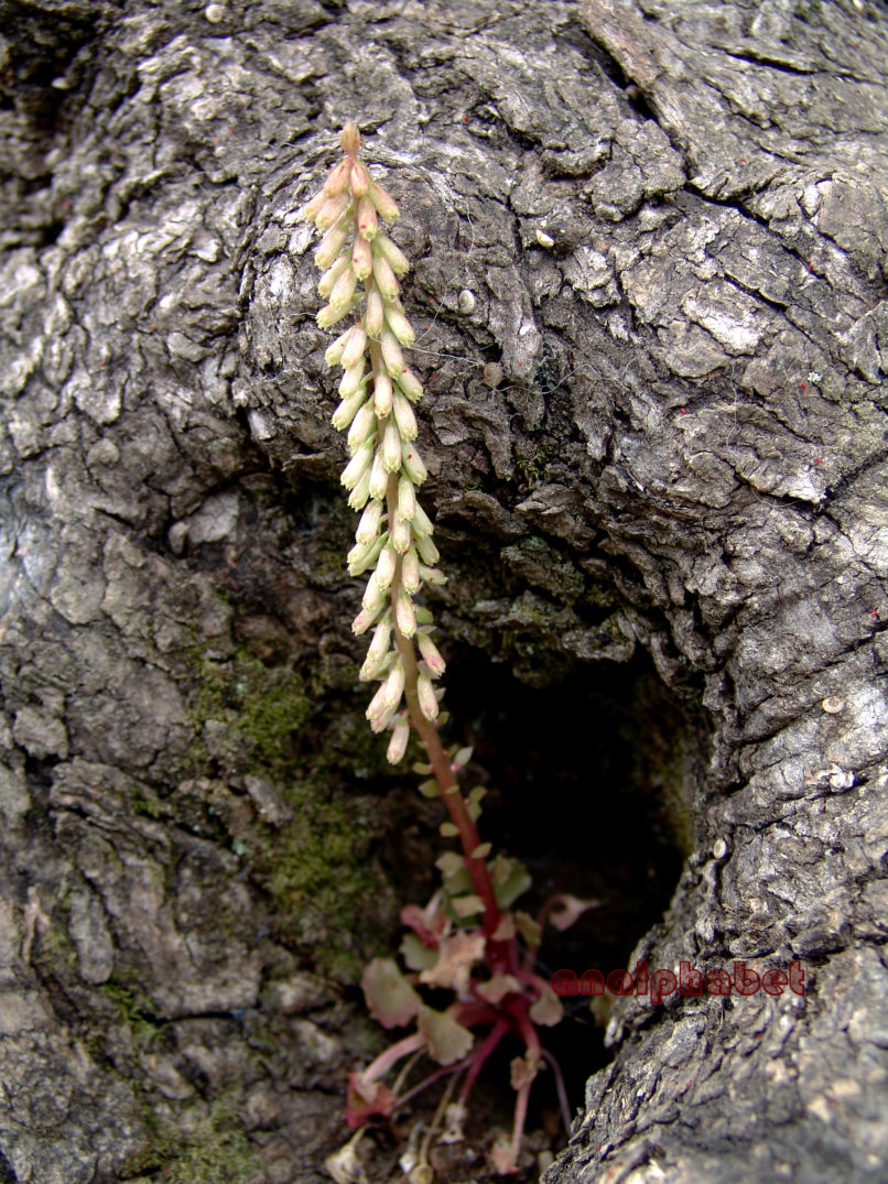 Umplicus rupestris (Salisb.), ZAKYNTHOS-SARAKINADO-1