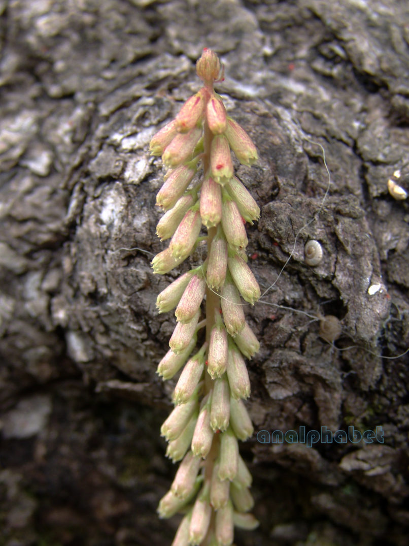 Umplicus rupestris (Salisb.), ZAKYNTHOS-SARAKINADO-2