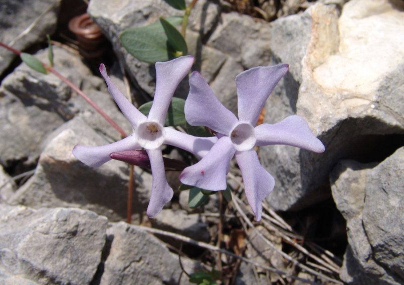 Vinca herbacea (W. & K.) PARNITHA-1