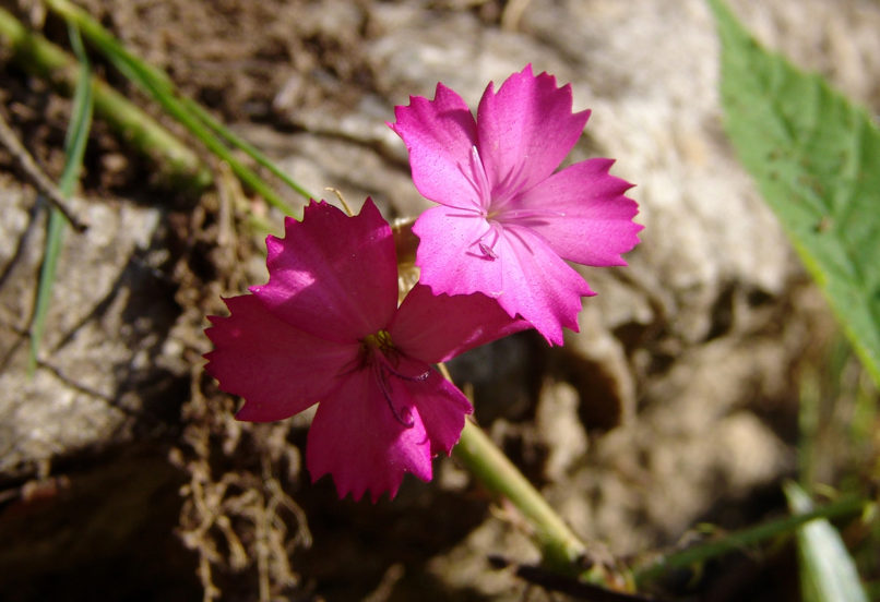 Dianthus cruentus (Griseb.), AGRAFA - KASARMA-1