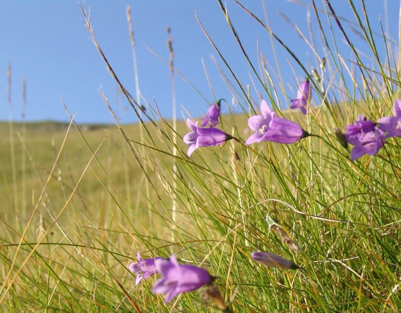 Campanula rotundifolia (L. F. Alba), AGRAFA - VOUTSIKAKI-1