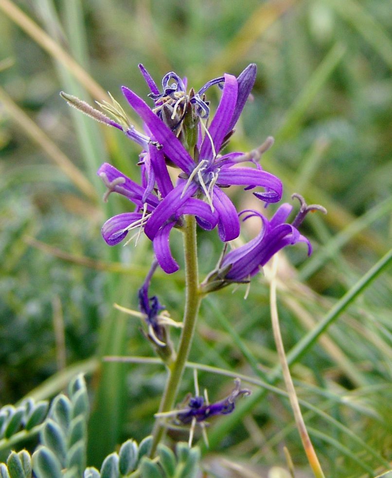 Asyneuma canescens (Wald & Kit.), AGRAFA - KARAVA-1