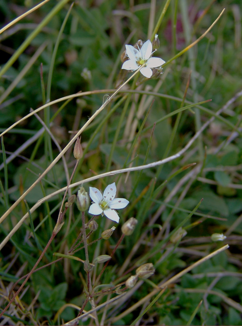 Minuartia verna (Boiss. & Sprun.), AGRAFA - KARAVA-1