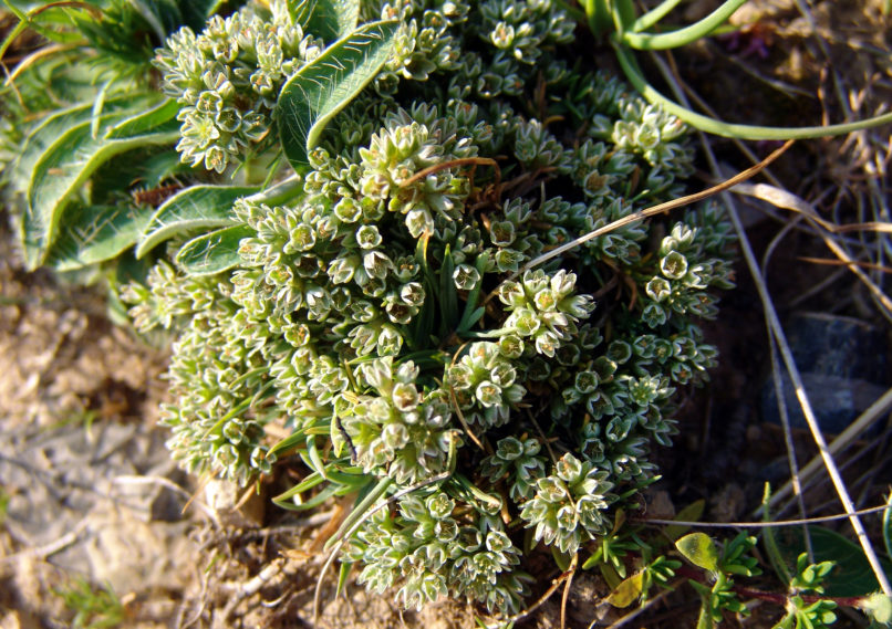 Scleranthus perennis (L.), AGRAFA - VOUTSIKAKI-1