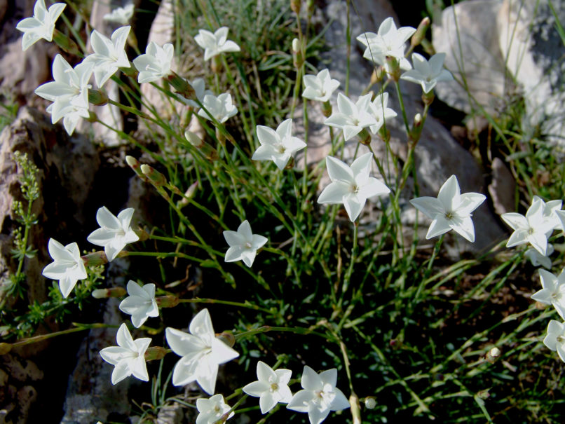 Caryophyllaceae 21 [?], AGRAFA - VOUTSIKAKI-2