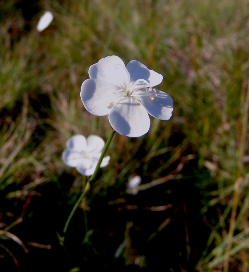 Dianthus integer ssp. minutiflorus (Halácsy), AGRAFA - KARAVA-1